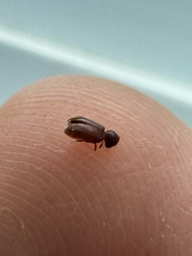 Stegobium paniceum